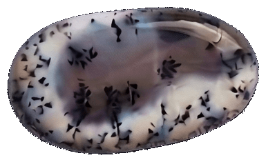 Dendritic Agate
